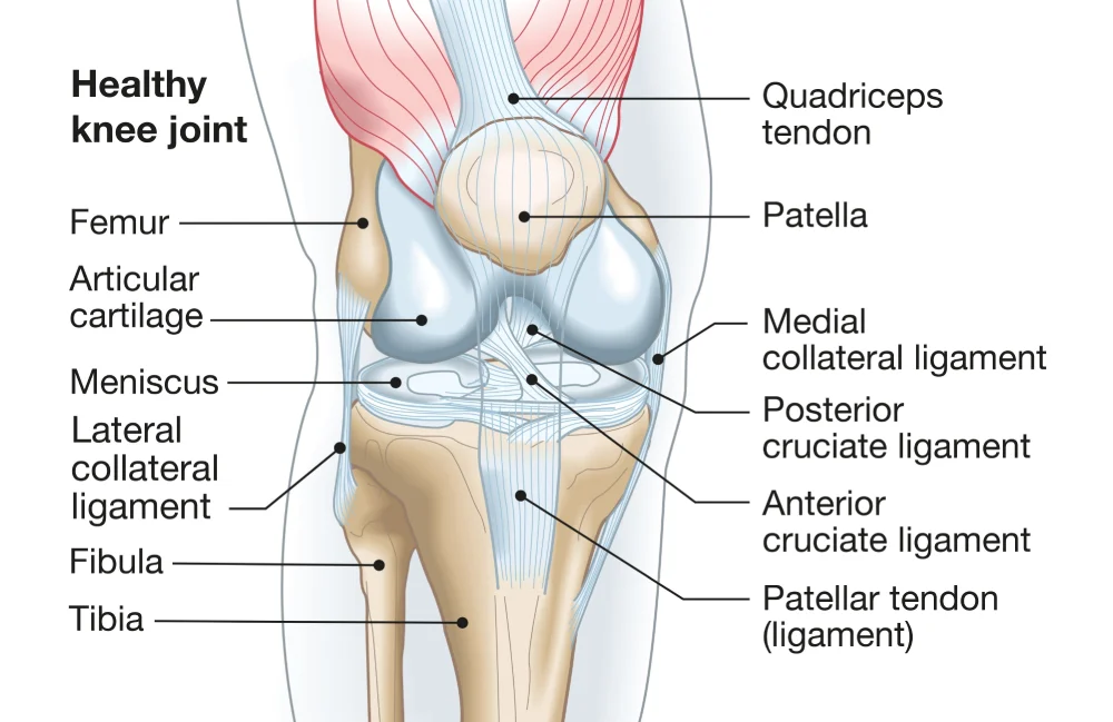 Healthy knee joint without meniscus tear