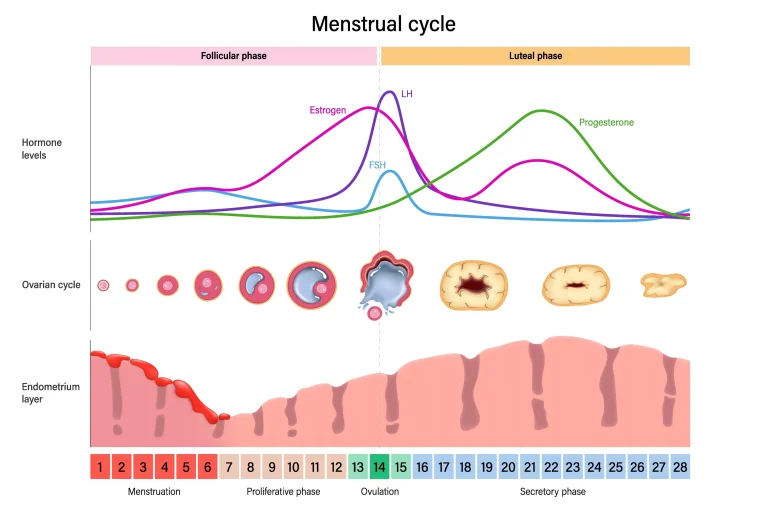 Mēnešreizes un menstruālais cikls
